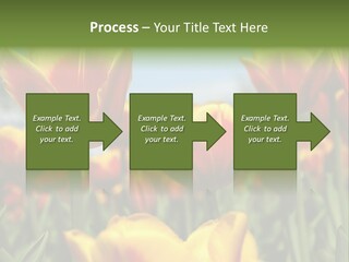 Rays Day Postcard PowerPoint Template