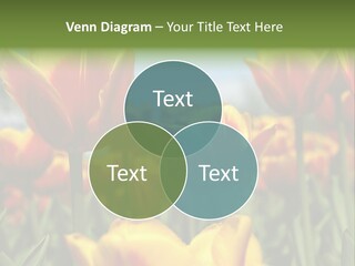 Rays Day Postcard PowerPoint Template