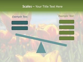 Rays Day Postcard PowerPoint Template