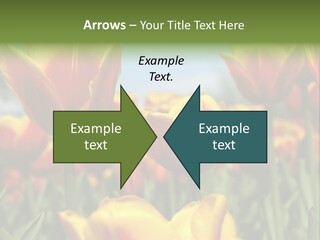 Rays Day Postcard PowerPoint Template