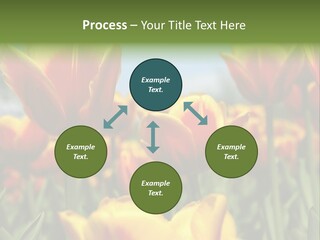 Rays Day Postcard PowerPoint Template