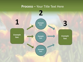 Rays Day Postcard PowerPoint Template