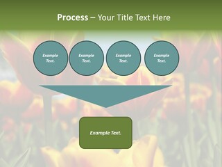 Rays Day Postcard PowerPoint Template