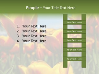 Rays Day Postcard PowerPoint Template