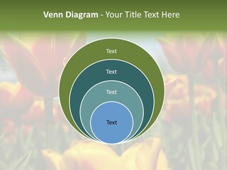 Rays Day Postcard PowerPoint Template