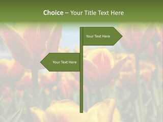 Rays Day Postcard PowerPoint Template