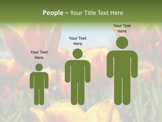 Rays Day Postcard PowerPoint Template