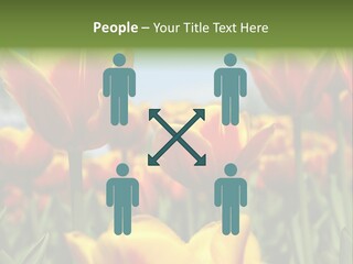 Rays Day Postcard PowerPoint Template