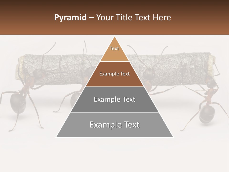 Animals Work Weight PowerPoint Template