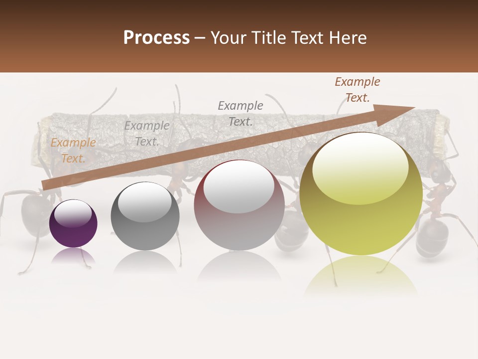 Animals Work Weight PowerPoint Template