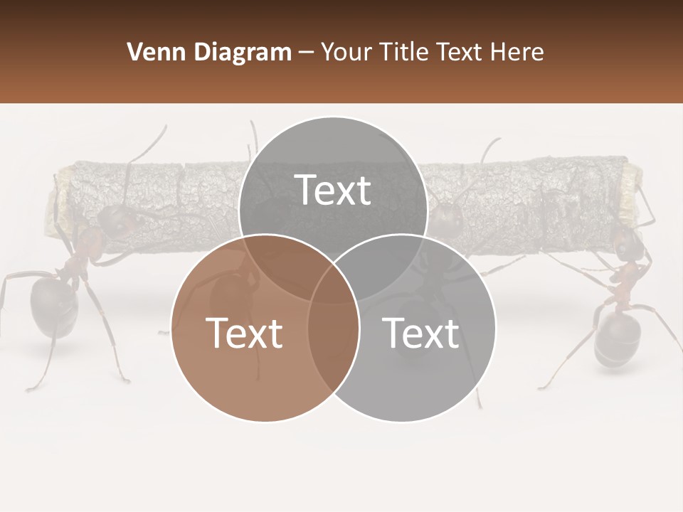 Animals Work Weight PowerPoint Template