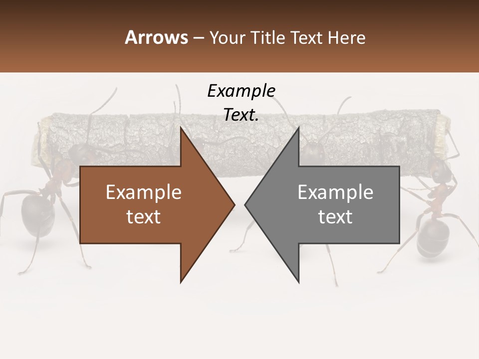 Animals Work Weight PowerPoint Template