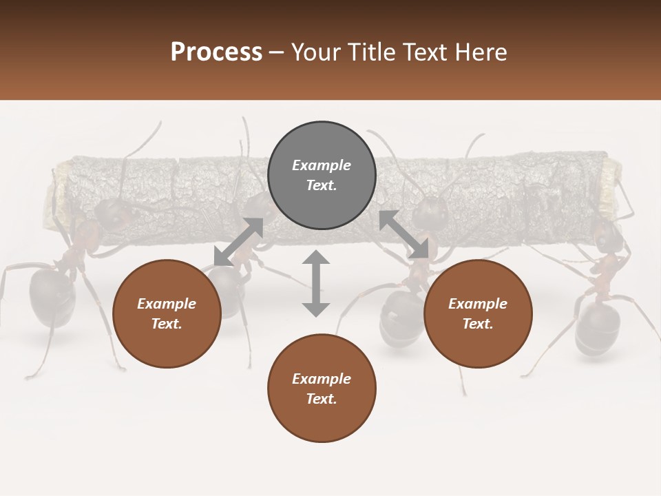 Animals Work Weight PowerPoint Template