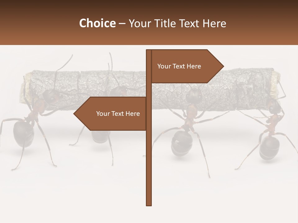 Animals Work Weight PowerPoint Template