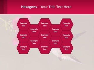 Lifestyle Pensioner Elderly PowerPoint Template