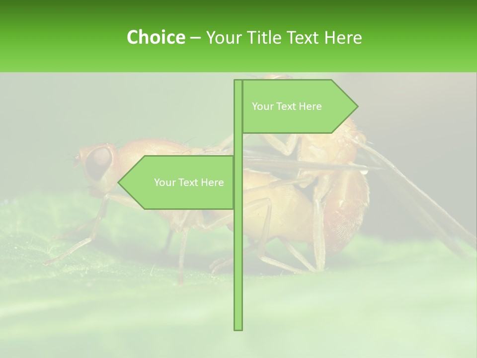 Standing Life Pensioner PowerPoint Template