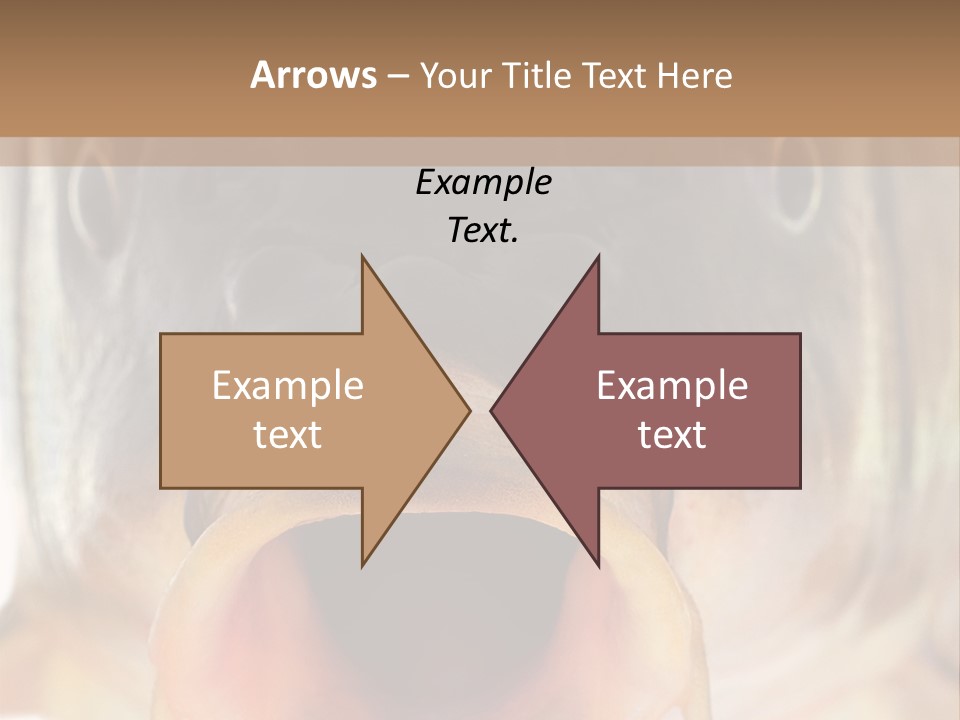 Woman Beach Water PowerPoint Template