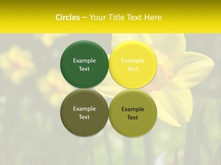 Parent Old Single PowerPoint Template