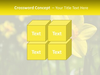 Parent Old Single PowerPoint Template
