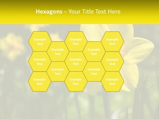 Parent Old Single PowerPoint Template