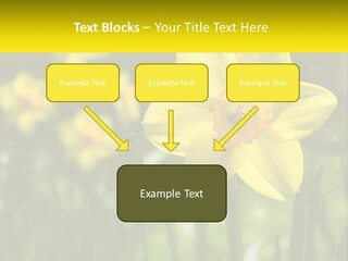 Parent Old Single PowerPoint Template