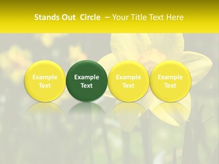 Parent Old Single PowerPoint Template