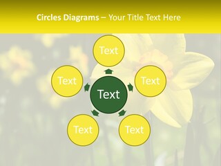 Parent Old Single PowerPoint Template