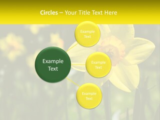 Parent Old Single PowerPoint Template