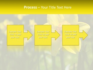 Parent Old Single PowerPoint Template