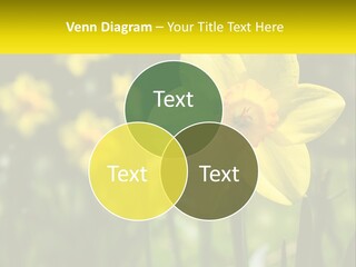 Parent Old Single PowerPoint Template