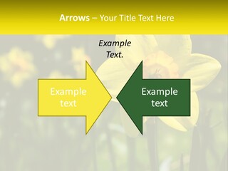 Parent Old Single PowerPoint Template