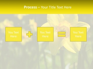 Parent Old Single PowerPoint Template