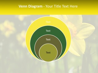 Parent Old Single PowerPoint Template