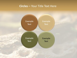 Beach Portrait Sunrise PowerPoint Template