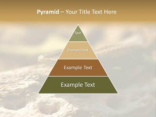 Beach Portrait Sunrise PowerPoint Template