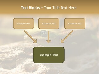 Beach Portrait Sunrise PowerPoint Template