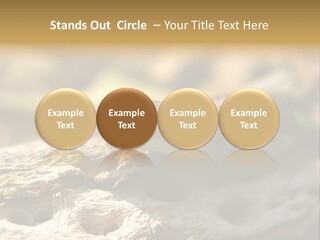 Beach Portrait Sunrise PowerPoint Template