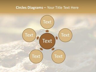 Beach Portrait Sunrise PowerPoint Template