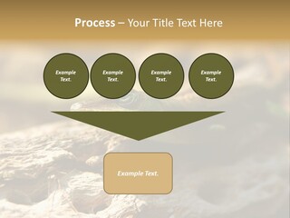 Beach Portrait Sunrise PowerPoint Template