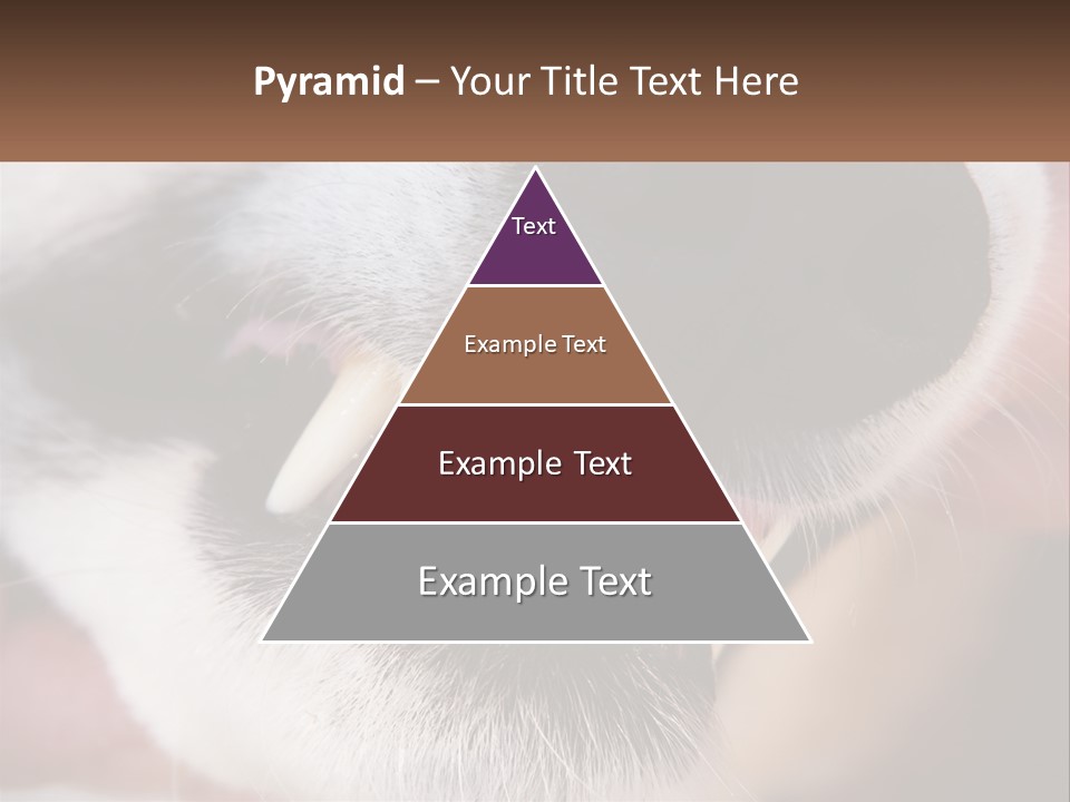 Lifestyle Portrait Pensioner PowerPoint Template