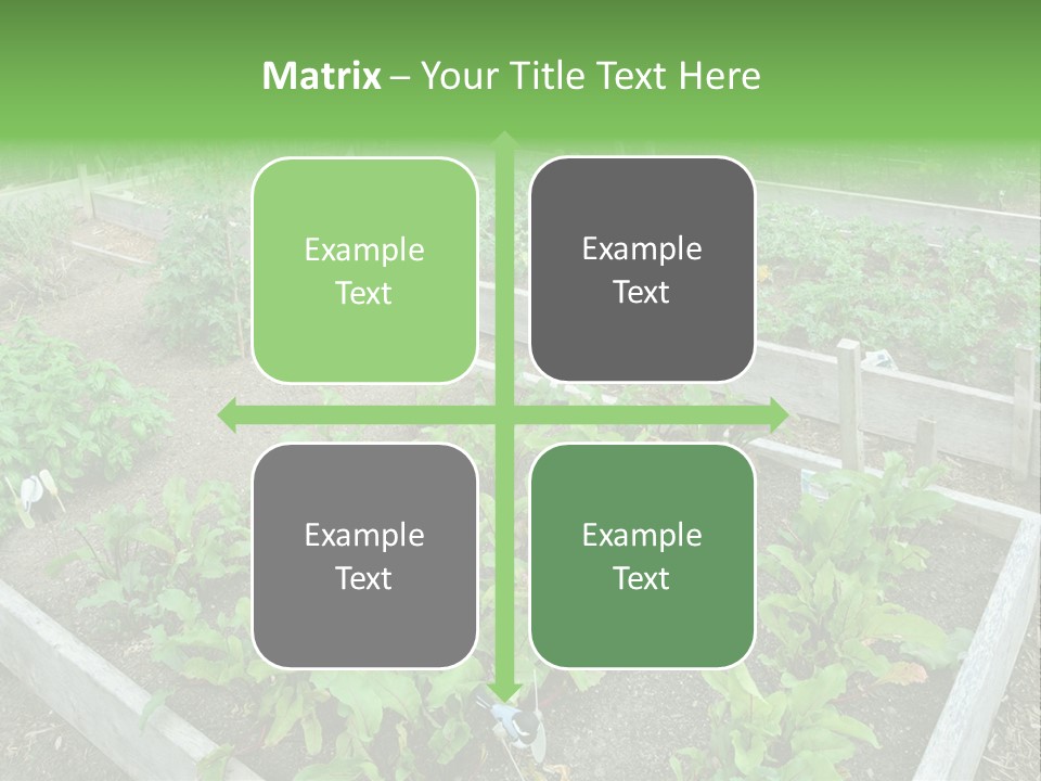 Sunrise Older Wellness PowerPoint Template