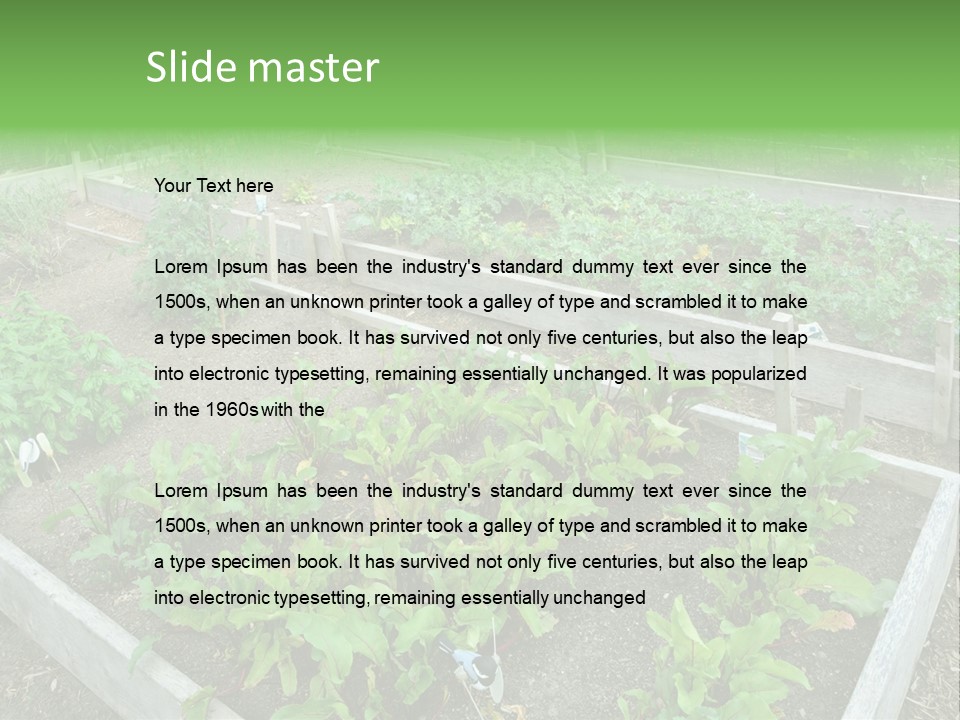 Sunrise Older Wellness PowerPoint Template