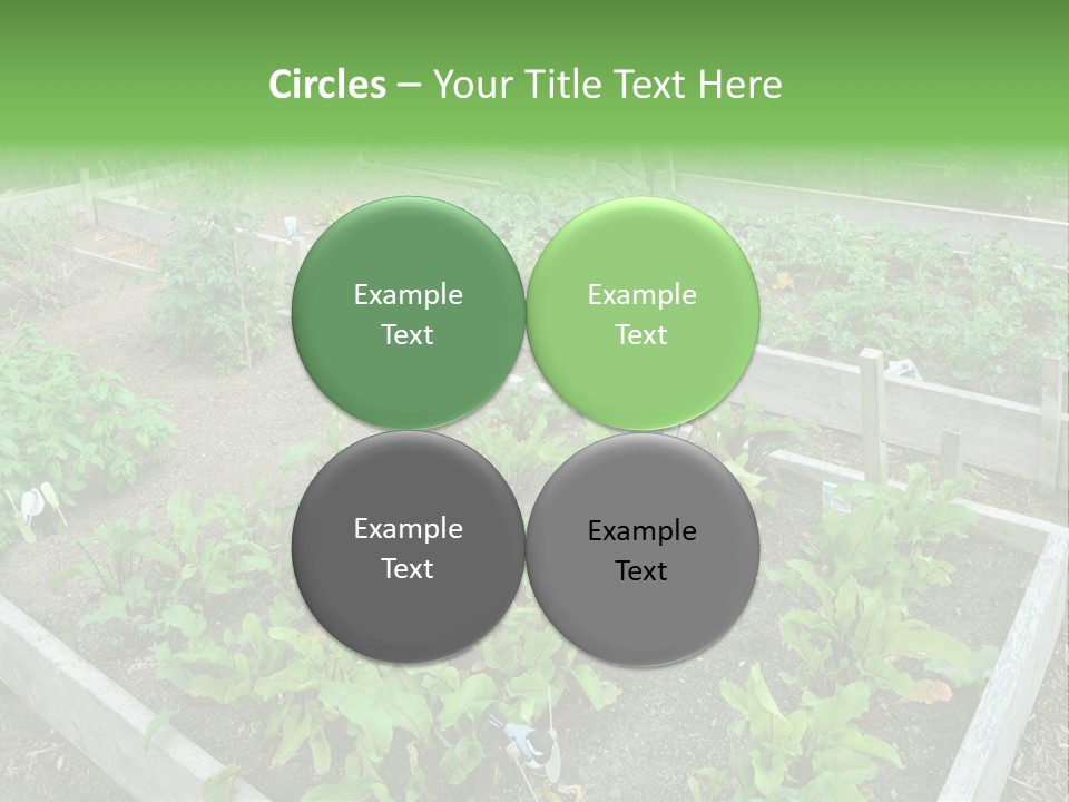 Sunrise Older Wellness PowerPoint Template