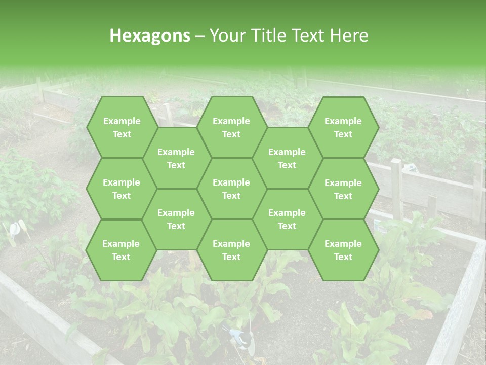 Sunrise Older Wellness PowerPoint Template