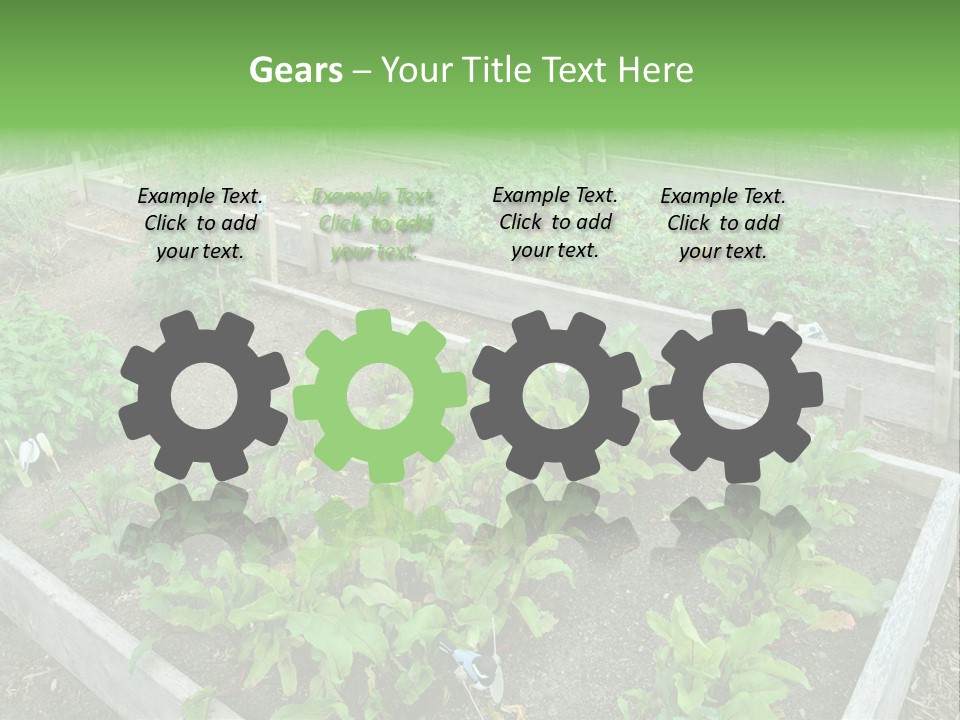 Sunrise Older Wellness PowerPoint Template