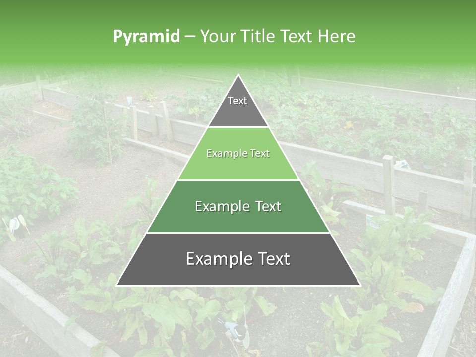 Sunrise Older Wellness PowerPoint Template
