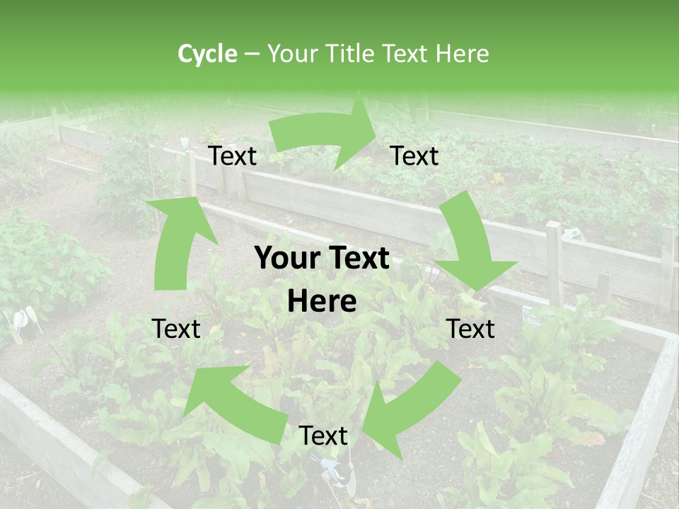 Sunrise Older Wellness PowerPoint Template