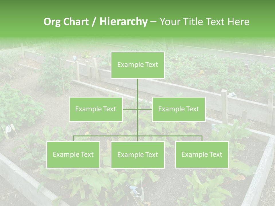 Sunrise Older Wellness PowerPoint Template