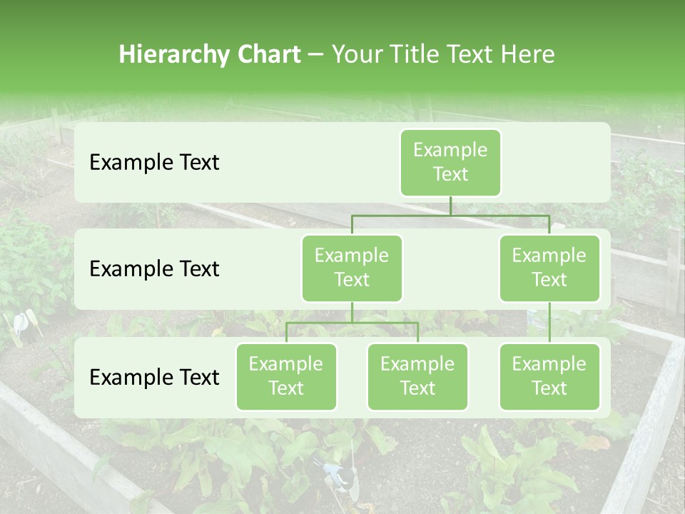 Sunrise Older Wellness PowerPoint Template