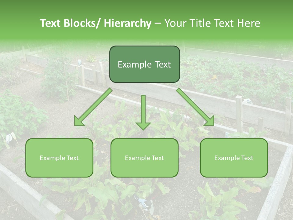 Sunrise Older Wellness PowerPoint Template